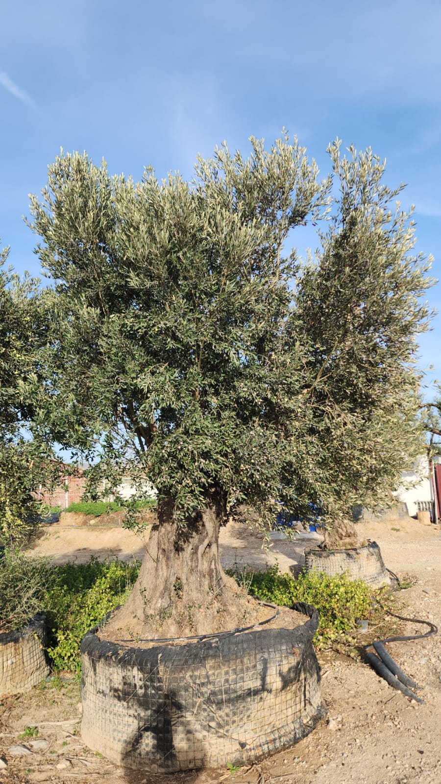 Zeytin  Olea europea 2